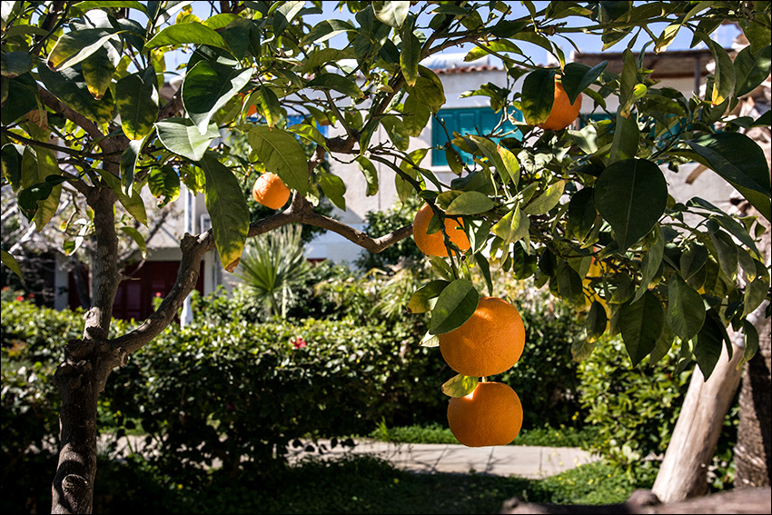 Апельсиновые деревья. Кипр