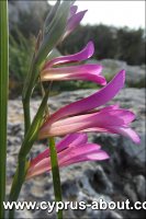 Гладиолус (шпажник) / Gladiolus italicus