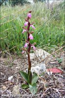Orchis Collina(Fan-Lipped Orchid) - Орхис  в Археологическом парке Курион
