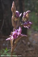 Орхидея. Лимодорум недоразвитый,  "Limodorum abortivum" 