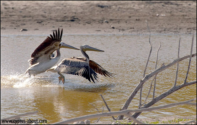 Пеликаны на водохранилище Дипотамос, близ деревни Лефкары, на Кипре