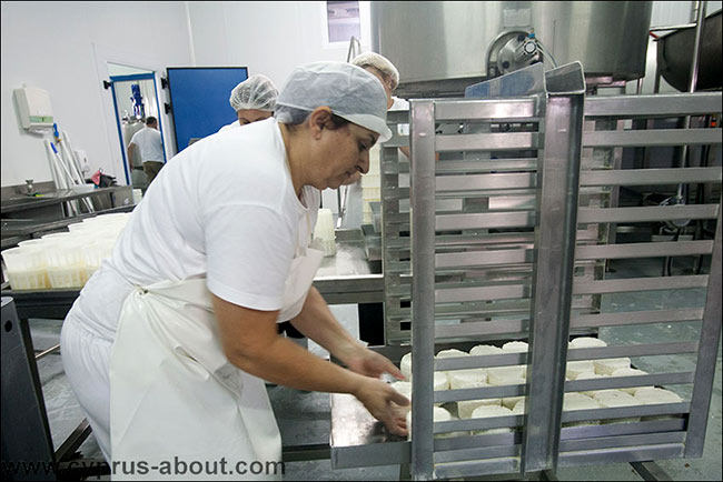 Производство халуми. Сформованная сырная масса раскладывается на стеллажи для варки. Фабрика Месарка, Афиену, Кипр