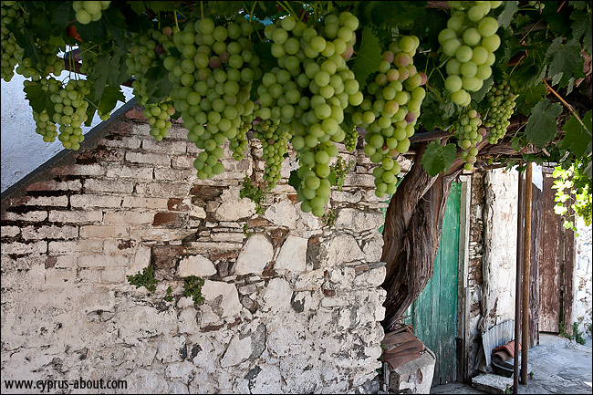 Виноградная лоза в деревушке Фини на Кипре