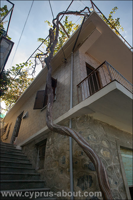 Виноградная лоза в деревне Педулас. Кипр