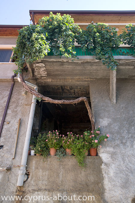 Деревня Фини, Кипр. Виноградная лоза, растущая из окна старого дома