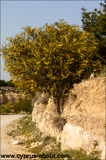 Цветет акация ивовая (Acacia saligna). Ларнака, Кипр