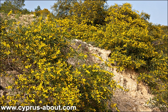 Цветет акация ивовая (Acacia saligna). Ларнака, Кипр