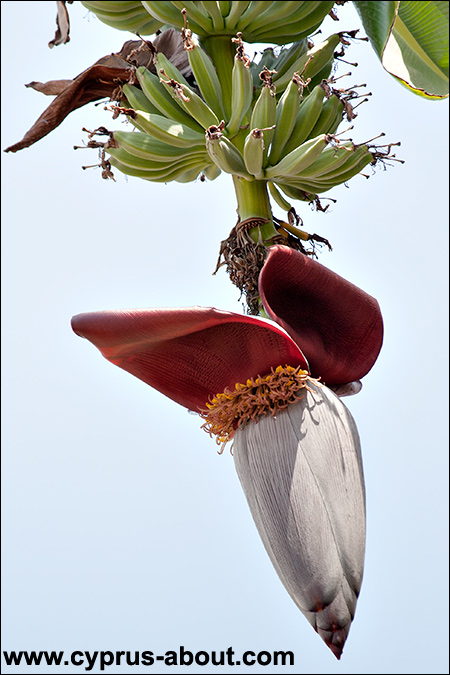 Цветок банана. Ороклини, Ларнака, Кипр