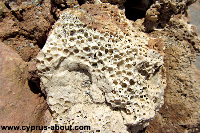 Окаменелые морские кораллы. Айя Напа, Кипр