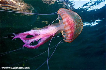 Медуза Pelagia noctiluca, более известная под названием «маленькое сиреневое жало».